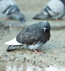 A domestic pigeon Columba livia close up.