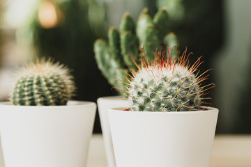 Mini cactus plant potted on blurred botanical garden background