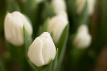 white tulips, tulips in the greenhouse