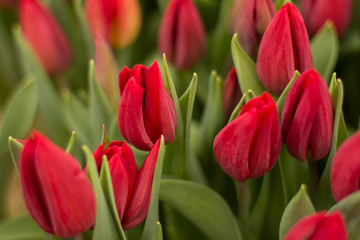 red tulips, red tulips in the garden, red tulips in the greenhouse