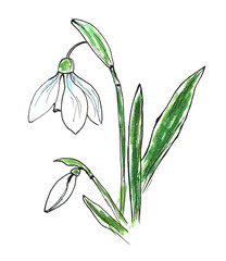 Beautiful snowdrop with the effect of a watercolor drawing. Isolated flower on white background.