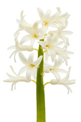 White flower of hyacinth, isolated on white background
