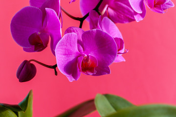 Orchid flower branch on bright pink background close up