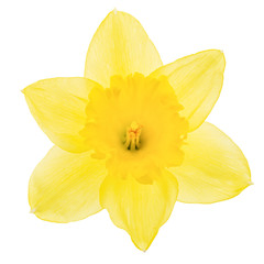 Obraz na płótnie Canvas Flower of yellow Daffodil (narcissus), isolated on white background