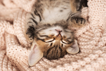 Cute little red kitten sleeps on fur white blanket