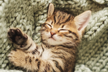 Kitten closed in towel warm sleepy small white