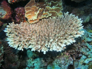 Plakat The amazing and mysterious underwater world of Indonesia, North Sulawesi, Manado, stone coral
