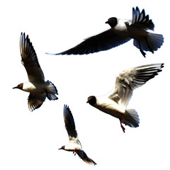 Obraz premium Seagulls in flight isolated on a white background. Vector