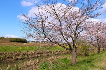 さくら　川　空　田舎　茨城　風景