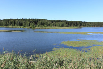 Thickets on the water, Karakan River, Zavyalovo village, Russia