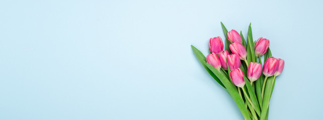 Long horizontal banner with pink tulips on blue background. Top view. Copy space for text