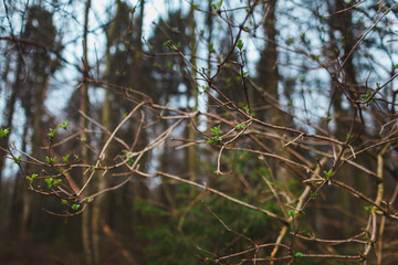 tree leaves grass flowers sky spring nature