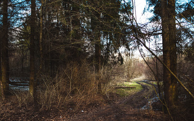 tree leaves grass flowers sky spring nature