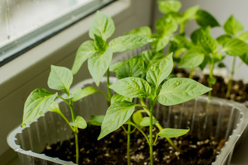 Seedlings from tomato seeds at home in the sunlight.