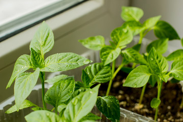 Seedlings from tomato seeds at home in the sunlight.