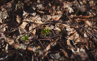 tree leaves grass flowers sky spring nature