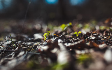 tree leaves grass flowers sky spring nature