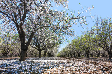 Rows of Almond blossom trees in orchard against a blue sky