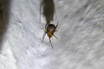 Theridion