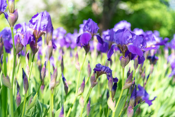 Purple Iris in full bloom on flowerbed in garden on sunny  day