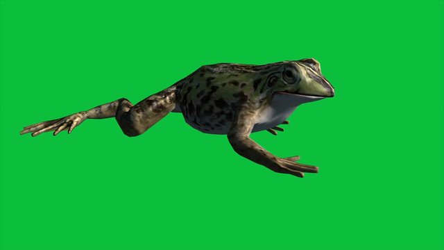 4k animation - Frog Eat ,Walk And Jump on the Green Screen