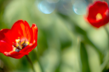 tulip in the sun