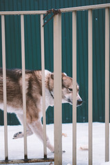 sad husky dog peeks out of a domestic aviary
