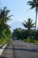 palm trees on the road
