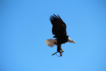 eagle in flight