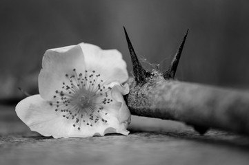 Black and white photo of rose hips