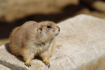 プレーリードッグ