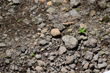 plant in the soil