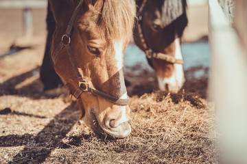 gelding and mare horses in halters in herd eating hay in paddock in spring daytime - obrazy, fototapety, plakaty
