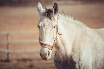 portrait of gray trotter mare horse in halter in spring daytime
