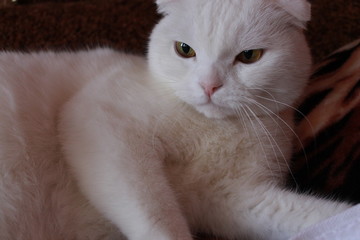 Fototapeta na wymiar portrait of displeased haughty white cat