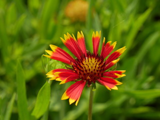 Gaillardia pulchella flower blooming beautiful