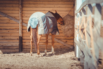 chestnut budyonny gelding horse in halter and blanket eating hay from haynet in shelter in paddock - obrazy, fototapety, plakaty