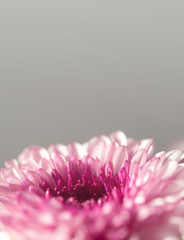 Flowers with multi-layered petals, Chrysanthemum pink flower. Closeup flower. Nature. background. Flower blooming