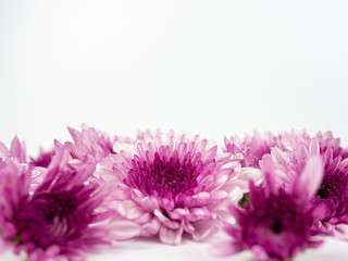 Flowers with multi-layered petals, Chrysanthemum pink flower on white isolated background. Closeup flower. Nature. background. Flower blooming