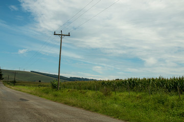 Rural Bitumen Road Bordered by Electricity Poles