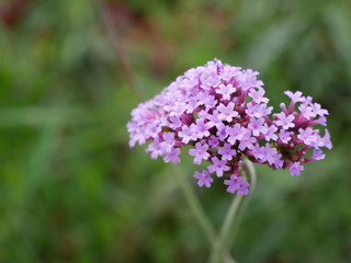 tiny flower gather blooming nature cute