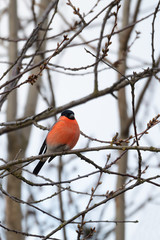 male of color bird Eurasian Bullfinch, Pyrrhula pyrrhula, songbird perched on tree. Europe Czech Republic wildlife