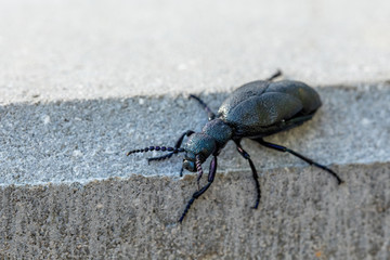 big poisonous Violet oil beetle outdoor, Meloe violaceus in Spring time. Europe Czech Republic wildlife