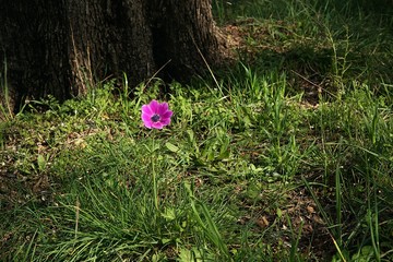 Anemone: The Messenger of Spring