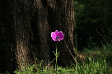 Anemone: The Messenger of Spring