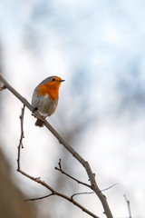 small songbird European Robin Red Breast perched on tree in spring time. European bird wildlife, czech republic