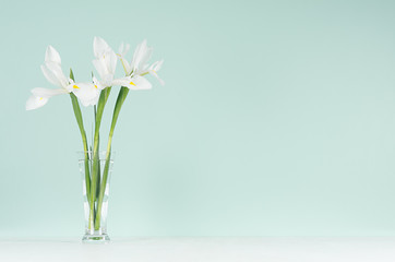 Spring fresh white iris bouquet in transparent glass on trendy green mint menthe interior soft light white wood board, copy space.