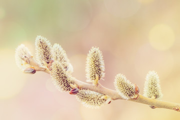 Fototapeta premium pussy-willow willow branches in bloom, spring concept, Easter holiday, background