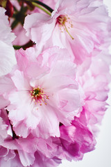 Cherry blossom, spring flowers.