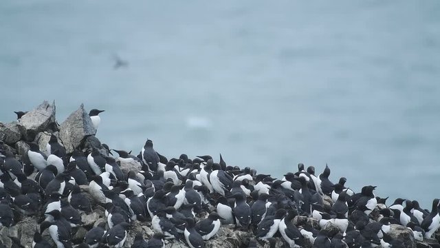 A Flight Of Common Guillemot On The Edge Of The Cliff Overlooking The Pembrokeshire Coast. -medium shot
